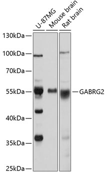 Western blot analysis of extracts of various cell lines using GABRG2 Polyclonal Antibody at 1:1000 dilution.