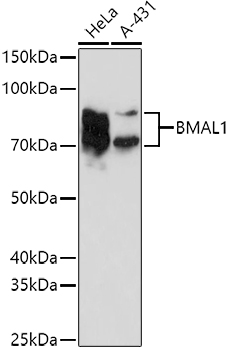 Western blot analysis of extracts of various cell lines using BMAL1 Polyclonal Antibody at 1:1000 dilution.