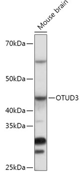 Western blot analysis of extracts of Mouse brain using OTUD3 Polyclonal Antibody at 1:1000 dilution.