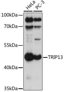 Western blot analysis of extracts of various cell lines using TRIP13 Polyclonal Antibody at 1:1000 dilution.