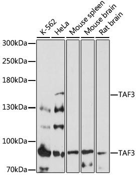 Western blot analysis of extracts of various cell lines using TAF3 Polyclonal Antibody at 1:1000 dilution.