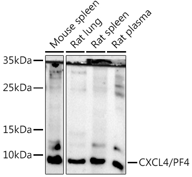 Western blot analysis of extracts of various cell lines using CXCL4/PF4 Polyclonal Antibody at 1:500 dilution.