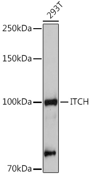 Western blot analysis of extracts of 293T cells using ITCH Polyclonal Antibody at 1:500 dilution.