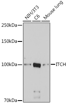 Western blot analysis of extracts of various cell lines using ITCH Polyclonal Antibody at dilution.