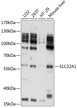 Western blot analysis of extracts of various cell lines using SLC22A1 Polyclonal Antibody at 1:1000 dilution.