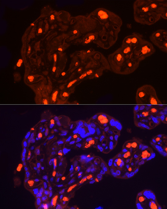 Immunofluorescence analysis of Human placenta using SLC4A1 Polyclonal Antibody at dilution of 1:100. Blue: DAPI for nuclear staining.