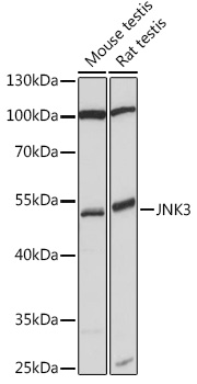 Western blot analysis of extracts of various cell lines using JNK3 Polyclonal Antibody at 1:1000 dilution.