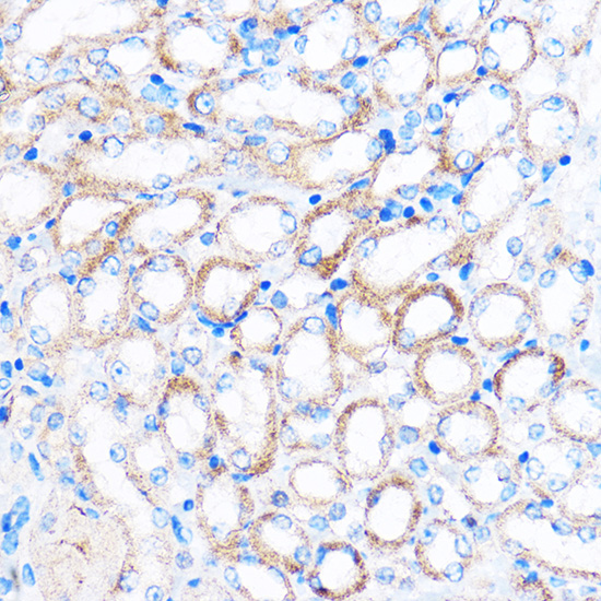 Immunohistochemistry of paraffin-embedded Mouse kidney using PDXP Polyclonal Antibody at dilution of 1:100 (40x lens).Perform microwave antigen retrieval with 10 mM PBS buffer pH 7.2 before commencing with IHC staining protocol.