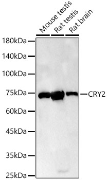 Western blot analysis of various lysates using CRY2 Polyclonal Antibody at 1:400 dilution.