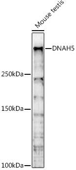 Western blot analysis of extracts of Mouse testis using DNAH5 Polyclonal Antibody at 1:1000 dilution.