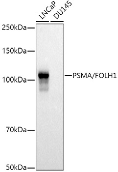 Western blot analysis of extracts of various cell lines using PSMA/FOLH1 Polyclonal Antibody at 1:500 dilution.