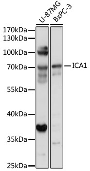 Western blot analysis of extracts of various cell lines using ICA1 Polyclonal Antibody at 1:1000 dilution.