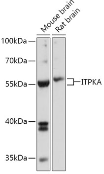 Western blot analysis of extracts of various cell lines using ITPKA Polyclonal Antibody at 1:1000 dilution.