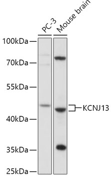 Western blot analysis of extracts of various cell lines using KCNJ13 Polyclonal Antibody at 1:1000 dilution.