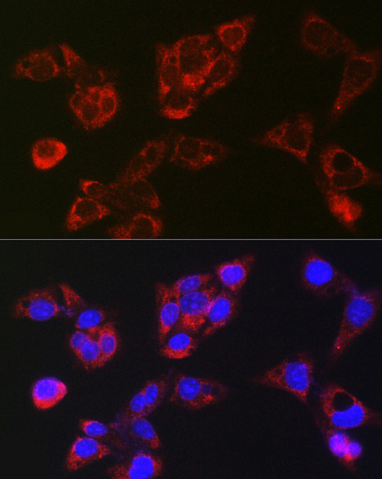 Immunofluorescence analysis of HepG2 cells using LBP Polyclonal Antibody at dilution of 1:200 (40x lens). Blue: DAPI for nuclear staining.