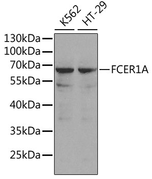 Western blot analysis of extracts of various cell lines using FCER1A Polyclonal Antibody