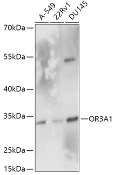 Western blot analysis of extracts of various cell lines using OR3A1 Polyclonal Antibody at 1:1000 dilution.