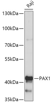 Western blot analysis of extracts of Raji cells using PAX1 Polyclonal Antibody at 1:1000 dilution.