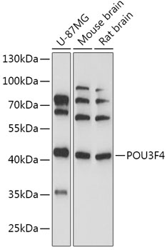 Western blot analysis of extracts of various cell lines using POU3F4 Polyclonal Antibody at 1:1000 dilution.