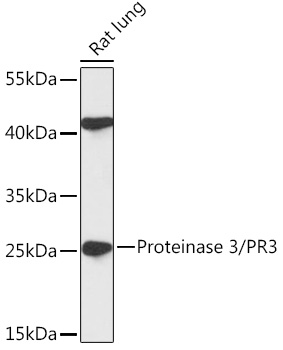 Western blot analysis of extracts of Rat lung using Proteinase 3/PR3 Polyclonal Antibody at 1:1000 dilution.