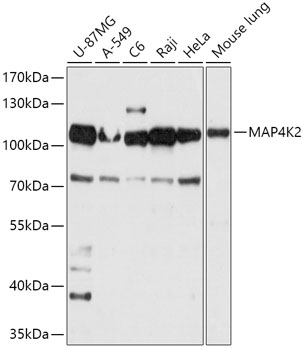 Western blot analysis of extracts of various cell lines using MAP4K2 Polyclonal Antibody at 1:1000 dilution.