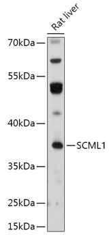 Western blot analysis of extracts of Rat liver using SCML1 Polyclonal Antibody at 1:1000 dilution.