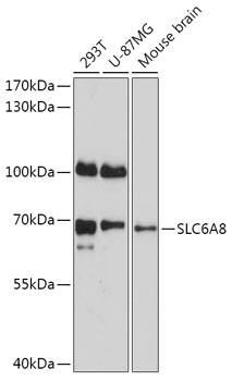 Western blot analysis of extracts of various cell lines using SLC6A8 Polyclonal Antibody at 1:1000 dilution.