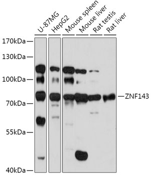 Western blot analysis of extracts of various cell lines using ZNF143 Polyclonal Antibody at 1:1000 dilution.