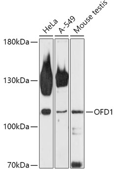 Western blot analysis of extracts of various cell lines using OFD1 Polyclonal Antibody at 1:1000 dilution.