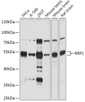 Western blot analysis of extracts of various cell lines using RRP1 Polyclonal Antibody at 1:1000 dilution.