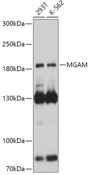 Western blot analysis of extracts of various cell lines using MGAM Polyclonal Antibody at 1:1000 dilution.