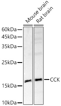 Western blot analysis of various lysates using CCK Polyclonal Antibody at 1:500 dilution.