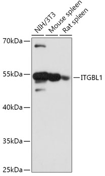 Western blot analysis of extracts of various cell lines using ITGBL1 Polyclonal Antibody at 1:1000 dilution.