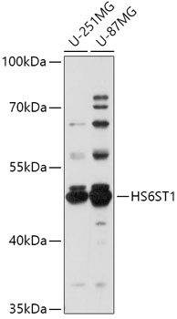 Western blot analysis of extracts of various cell lines using HS6ST1 Polyclonal Antibody at 1:1000 dilution.