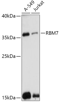 Western blot analysis of extracts of various cell lines using RBM7 Polyclonal Antibody at 1:1000 dilution.