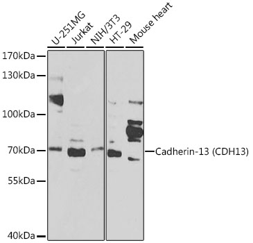 Western blot analysis of extracts of various cell lines using Cadherin-13 Polyclonal Antibody at1:1000 dilution.