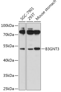 Western blot analysis of extracts of various cell lines using B3GNT3 Polyclonal Antibody at 1:1000 dilution.