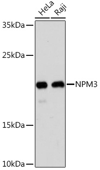 Western blot analysis of extracts of various cell lines using NPM3 Polyclonal Antibody at1:1000 dilution.