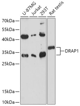 Western blot analysis of extracts of various cell lines using DRAP1 Polyclonal Antibody at 1:1000 dilution.