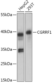 Western blot analysis of extracts of various cell lines using CGRRF1 Polyclonal Antibody at 1:1000 dilution.