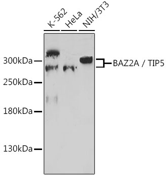 Western blot analysis of extracts of various cell lines using BAZ2A / TIP5 Polyclonal Antibody at 1:1000 dilution.