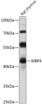 Western blot analysis of extracts of Rat thymus using WBP4 Polyclonal Antibody at 1:1000 dilution.