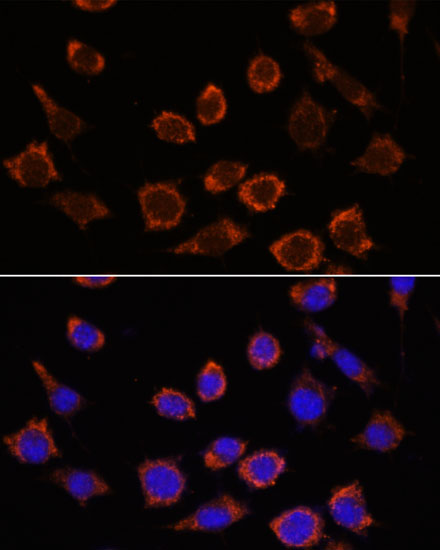 Immunofluorescence analysis of L929 cells using RPL35 Polyclonal Antibody at dilution of 1:100. Blue: DAPI for nuclear staining.