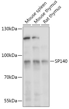 Western blot analysis of extracts of various cell lines using SP140 Polyclonal Antibody at 1:1000 dilution.