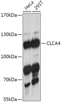 Western blot analysis of extracts of various cell lines using CLCA4 Polyclonal Antibody at 1:1000 dilution.