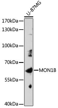 Western blot analysis of extracts of U-87MG cells using MON1B Polyclonal Antibody at 1:1000 dilution.