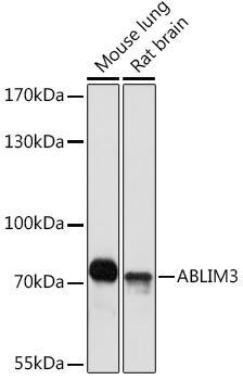 Western blot analysis of extracts of various cell lines using ABLIM3 Polyclonal Antibody at1:1000 dilution.