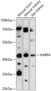 Western blot analysis of extracts of various cell lines using HABP4 Polyclonal Antibody at 1:1000 dilution.