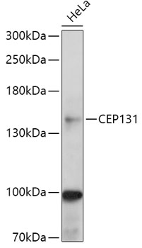 Western blot analysis of extracts of HeLa cells using CEP131 Polyclonal Antibody at 1:1000 dilution.