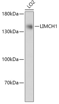 Western blot analysis of extracts of LO2 cells using LIMCH1 Polyclonal Antibody at 1:1000 dilution.